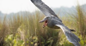 Birding in Uganda