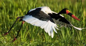 Birding and Gorilla Tours