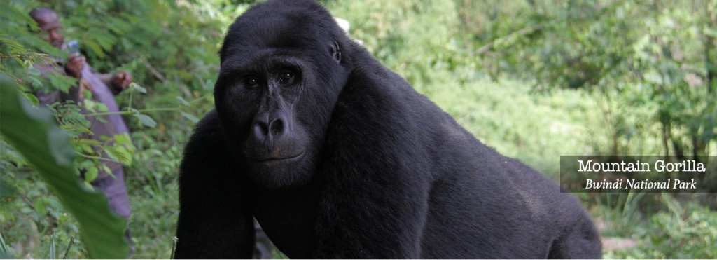 Mountain Gorilla in Bwindi Impenetrable National Park