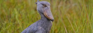 Shoebill at Mabamba Wetland