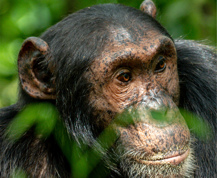 Chimapnzee life in Uganda