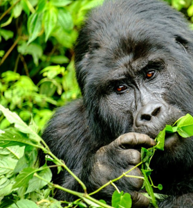 Tourists observing mountain gorillas in Bwindi Impenetrable Forest during a 1-day trek from Rwanda