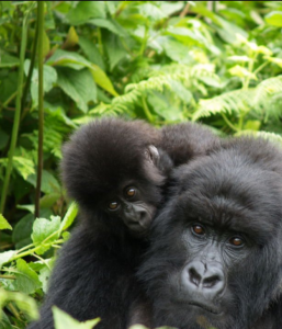Experience the Thrill of a 2-Day Uganda Gorilla Tour Starting from Kigali, Unforgettable Wildlife Encounter