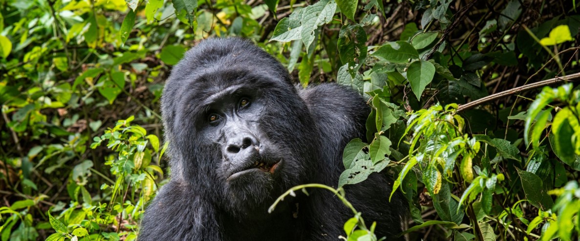 Experience a thrilling 3-days Bwindi gorilla adventure with close encounters and stunning forest scenery